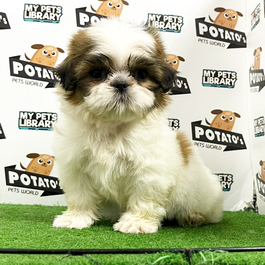 Shih Tzu Puppy (Female) For Sale