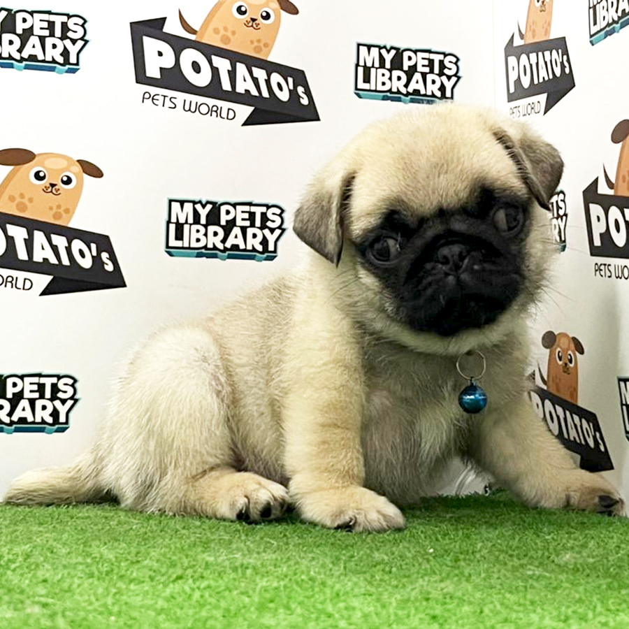 Pug Puppy (Male) For Sale