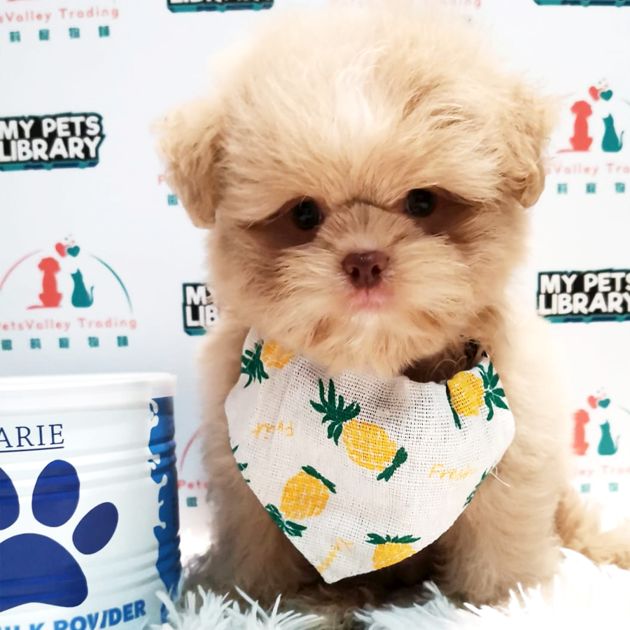 Maltipoo Puppy (Male) For Sale