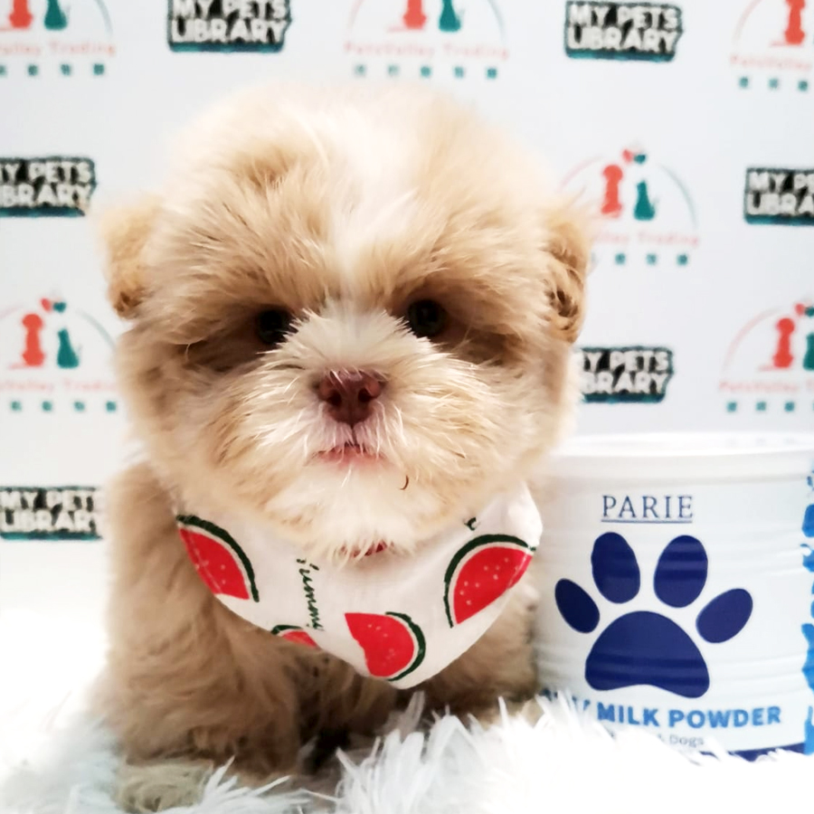 Maltipoo Puppy (Male) For Sale
