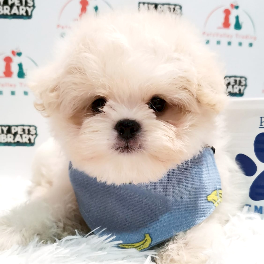 Maltipoo Puppy (Male) For Sale