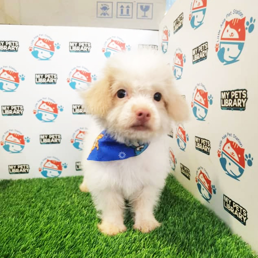 Poodle Mix Puppy (Female) For Sale