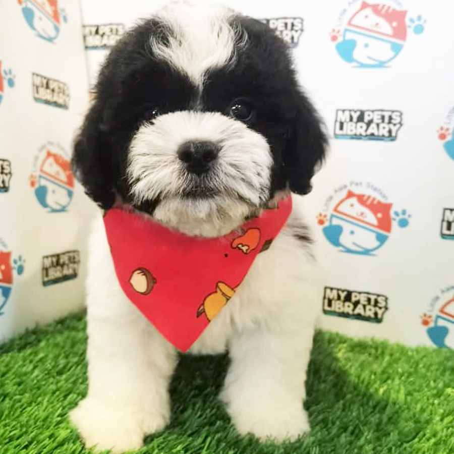 Toy Poodle Puppy (Male) For Sale