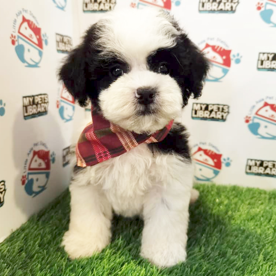Toy Poodle Puppy (Male) For Sale