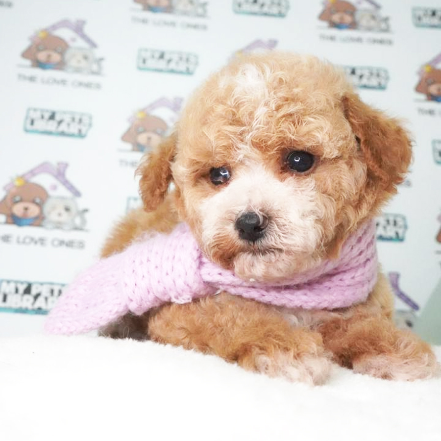 MKA Toy Poodle Puppy (Female) For Sale