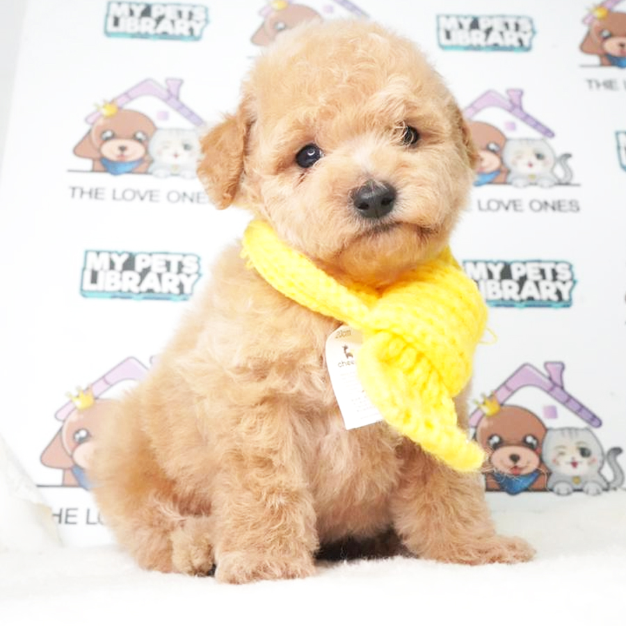 MKA Toy Poodle Puppy (Male) For Sale