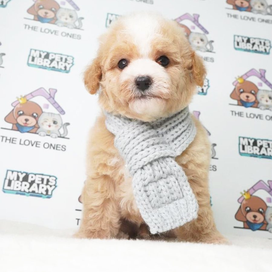 MKA Toy Poodle Puppy (Male) For Sale