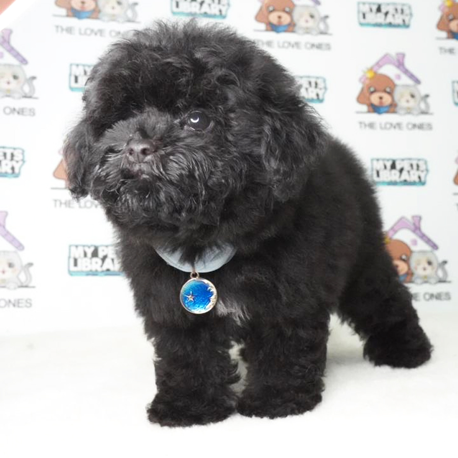 MKA Toy Poodle Puppy (Male) For Sale
