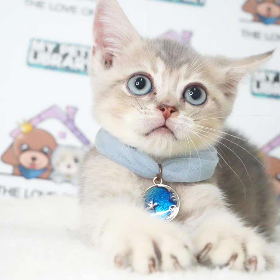 Bently Mur Bloodline British Shorthair Kitten (Male) For Sale