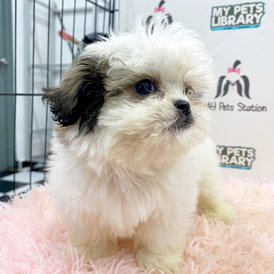 Shih Tzu Puppy (Male) For Sale