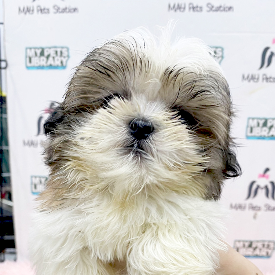 Shih Tzu Puppy (Female) For Sale