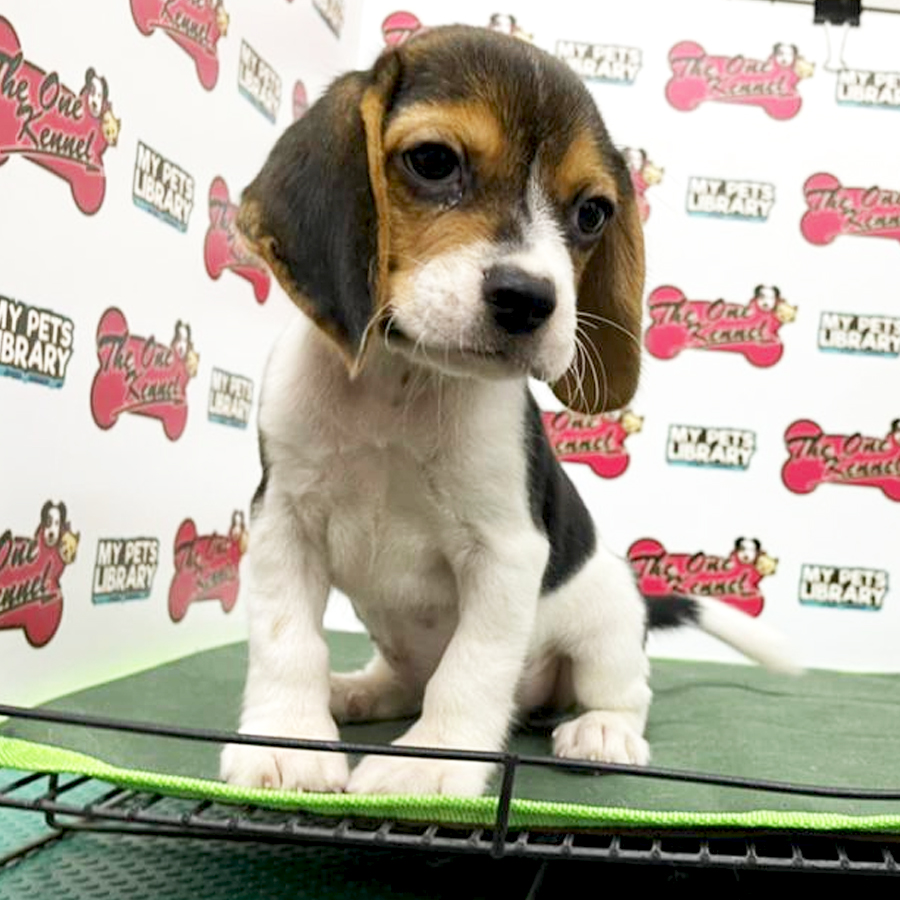 MKA Beagle Puppy (Female) For Sale