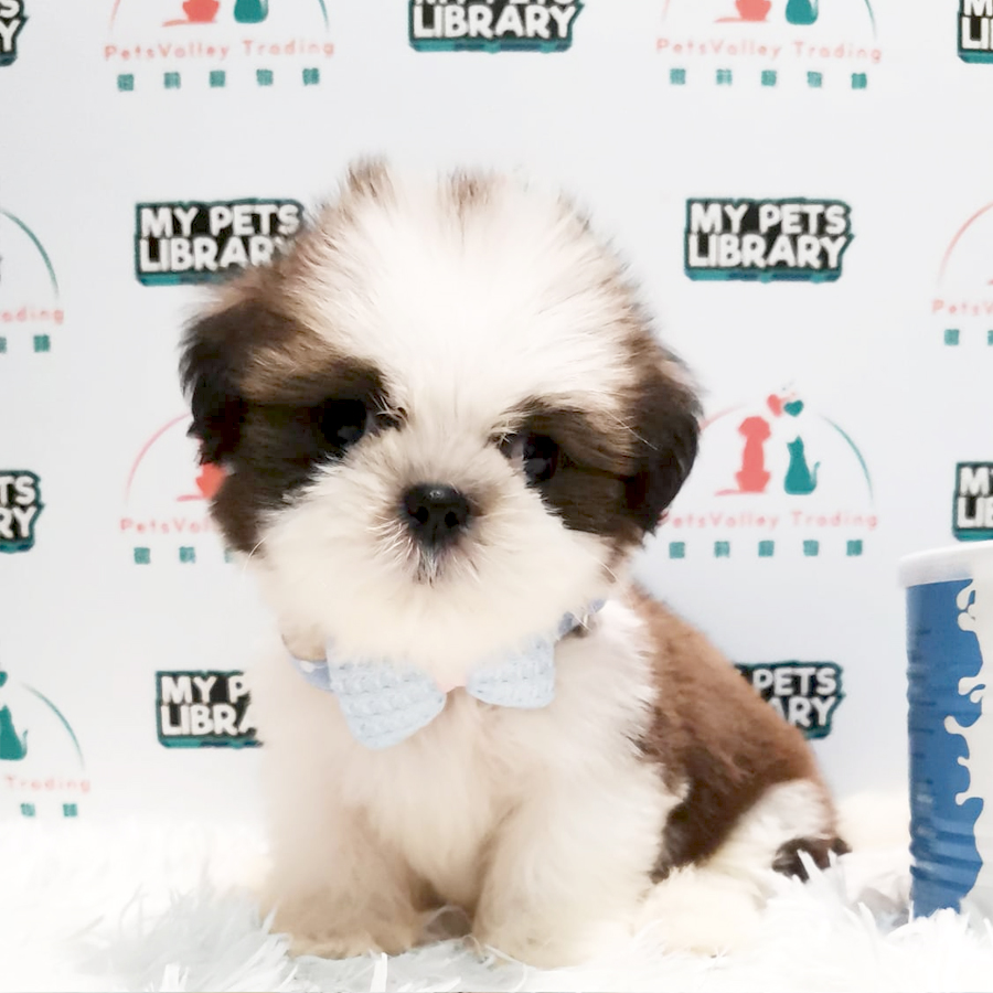 Shih Tzu Puppy (Male) For Sale
