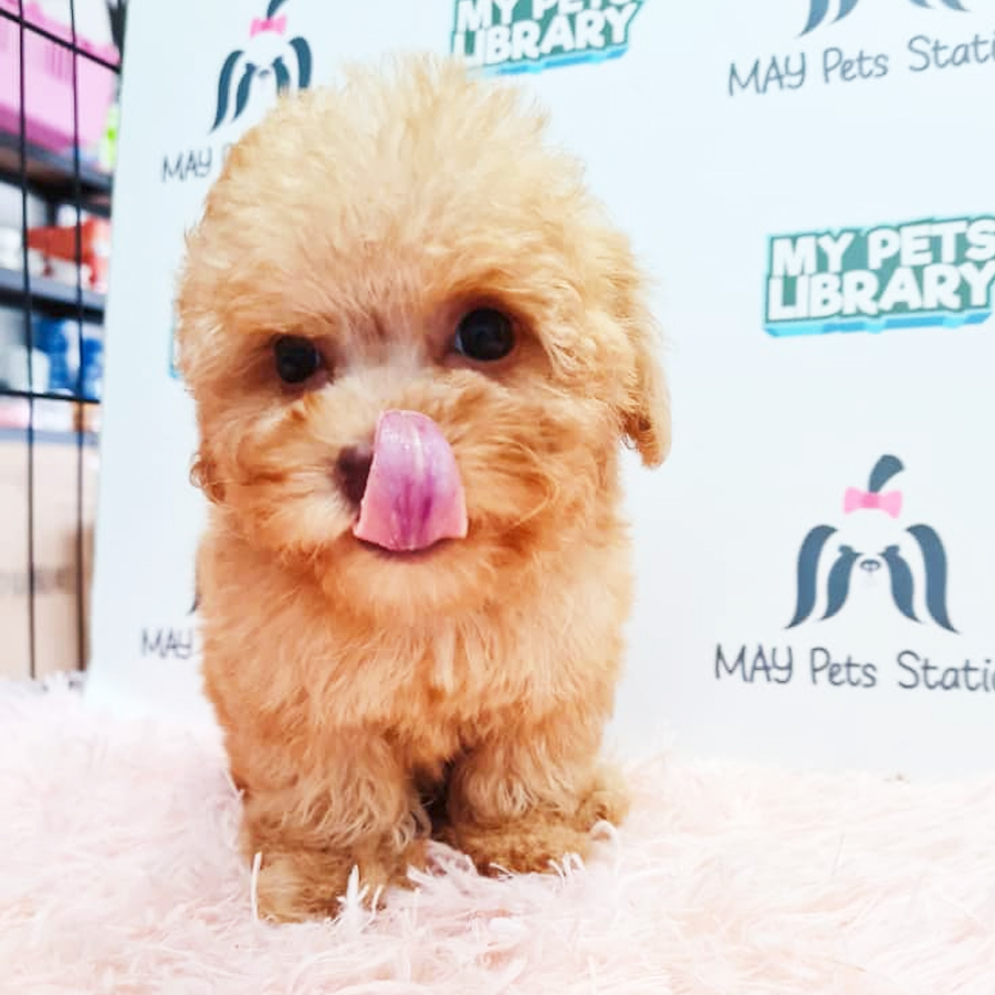 Toy Poodle Puppy (Female) For Sale
