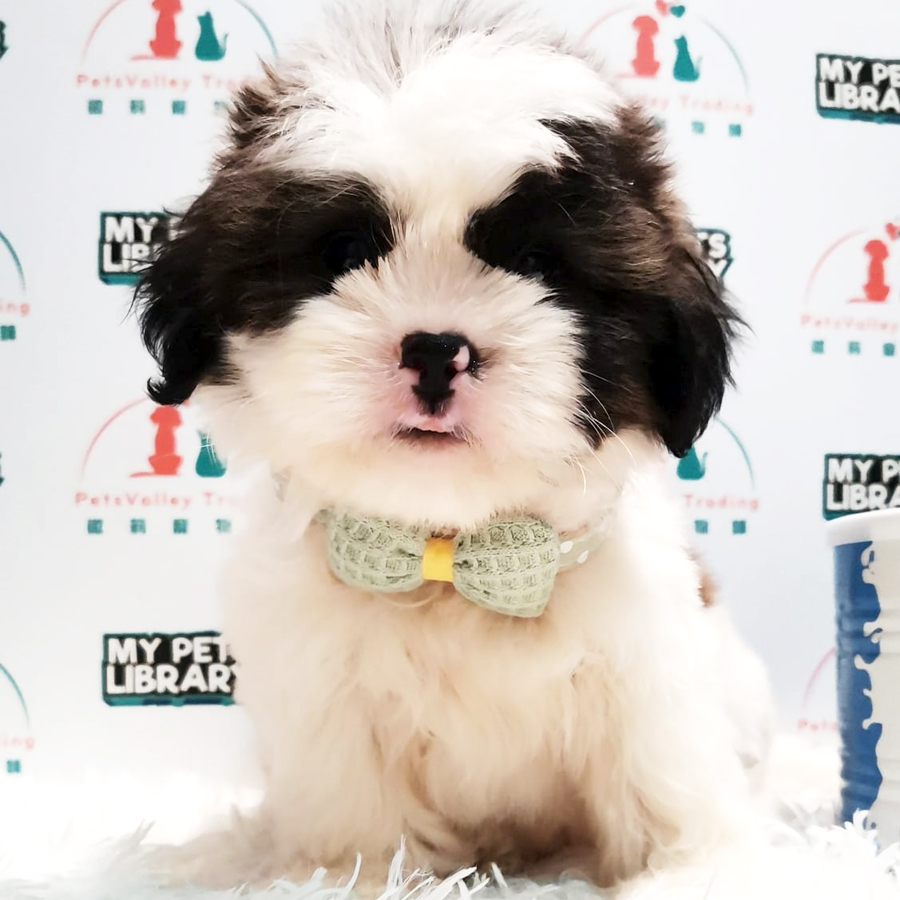Shih Tzu Puppy (Male) For Sale