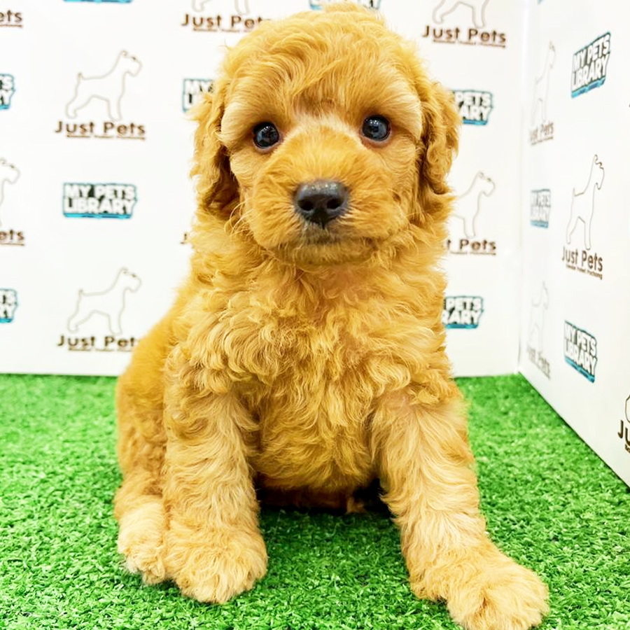 MKA Toy Poodle Puppy (Male) For Sale