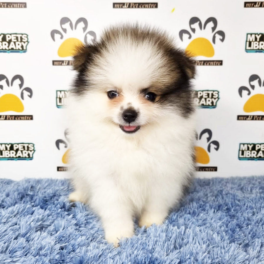 Pomeranian Puppy (Male) For Sale