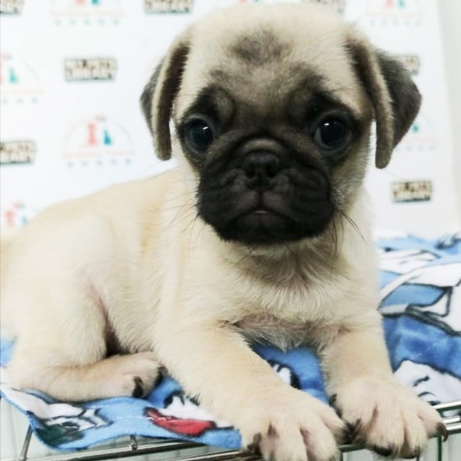 Pug Puppy (Female) For Sale