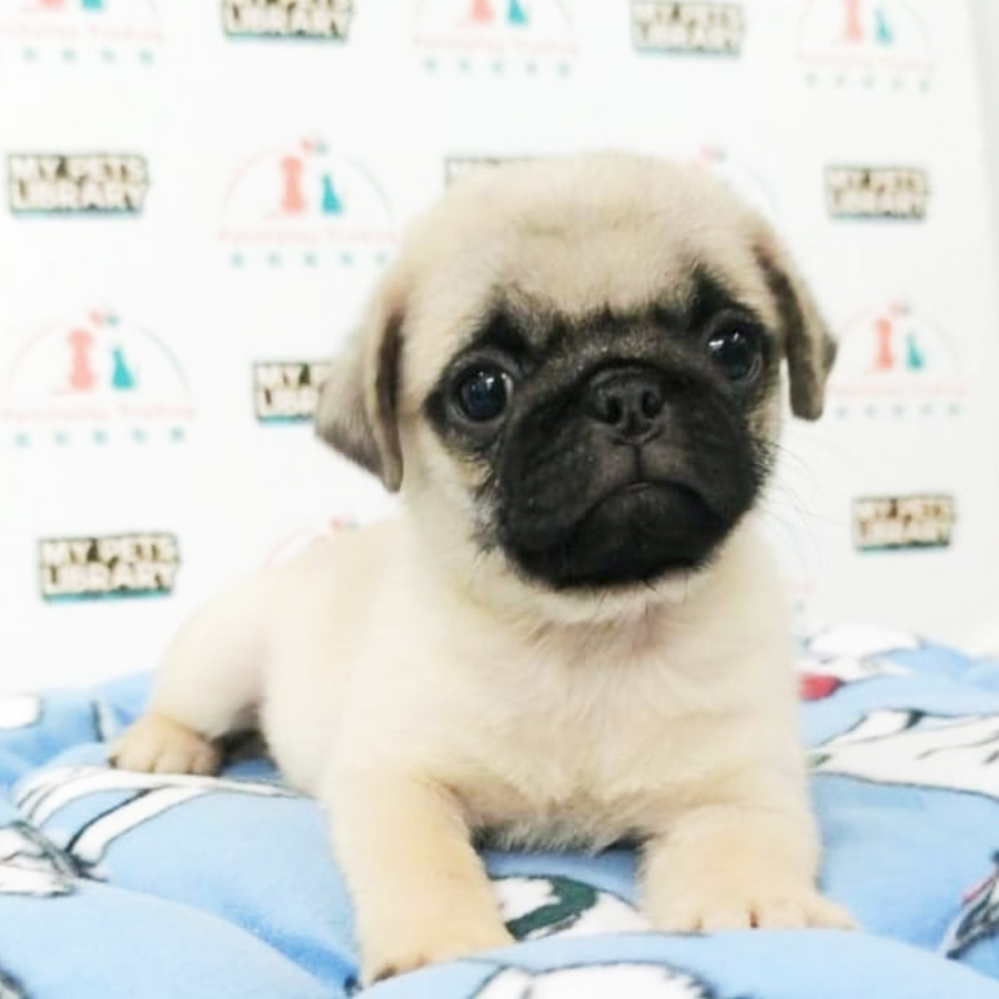 Pug Puppy (Female) For Sale