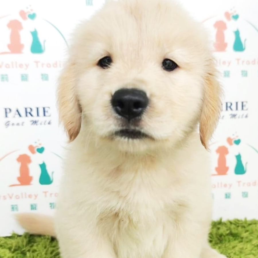 Golden Retriever Puppy (Female) For Sale