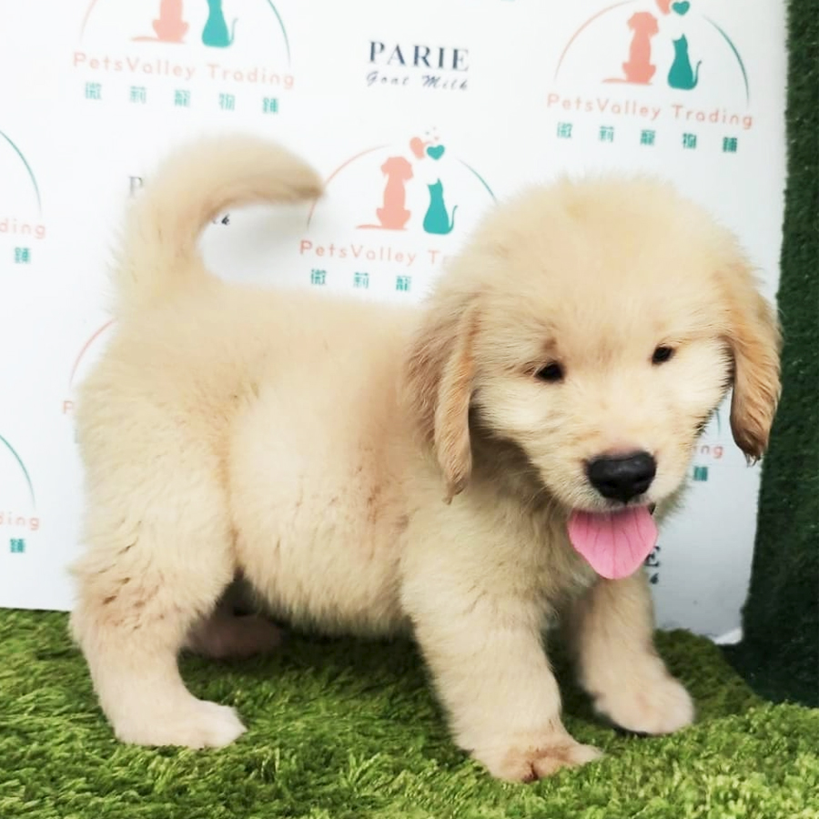 Golden Retriever Puppy (Male) For Sale
