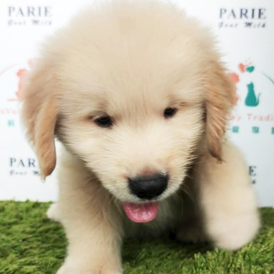 Golden Retriever Puppy (Male) For Sale