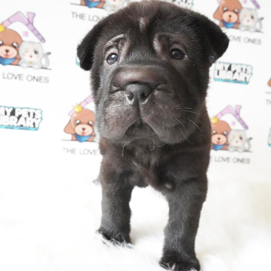 Sharpei Puppy (Female) For Sale