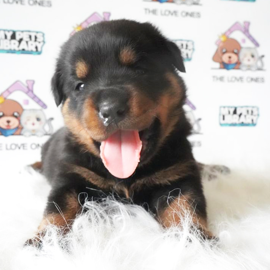 Rottweiler Puppy (Male) For Sale