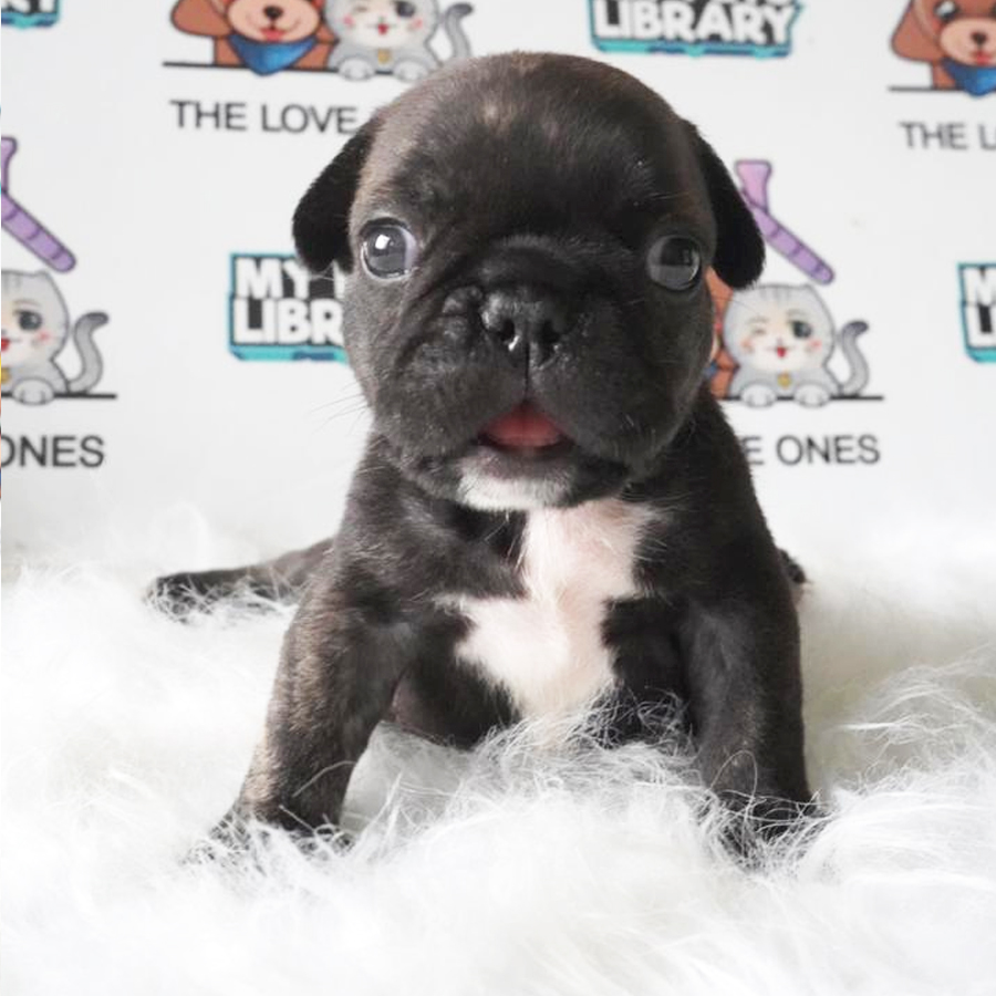 French Bulldog Puppy (Female) For Sale