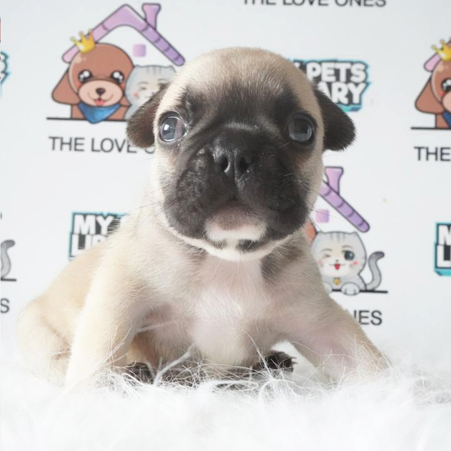 French Bulldog Puppy (Male) For Sale