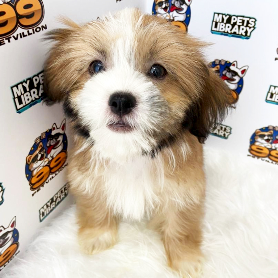 Shih Tzu Puppy (Female) For Sale