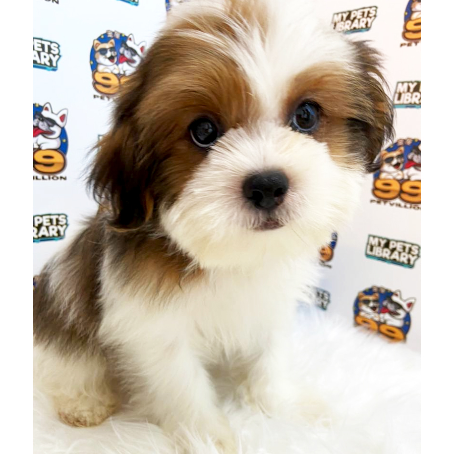 Shih Tzu Puppy (Male) For Sale