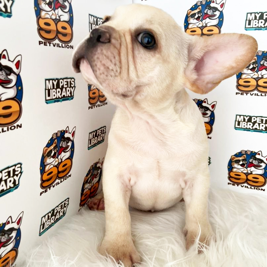 French Bulldog Puppy (Male) For Sale