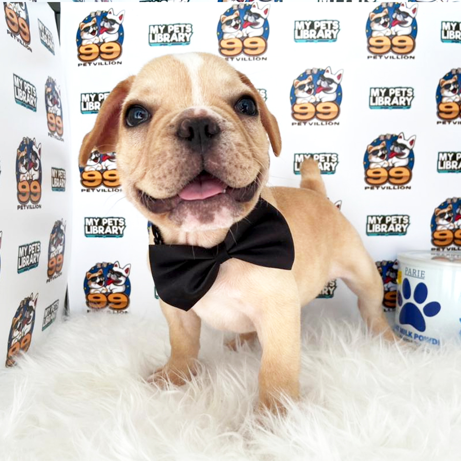 French Bulldog Puppy (Male) For Sale
