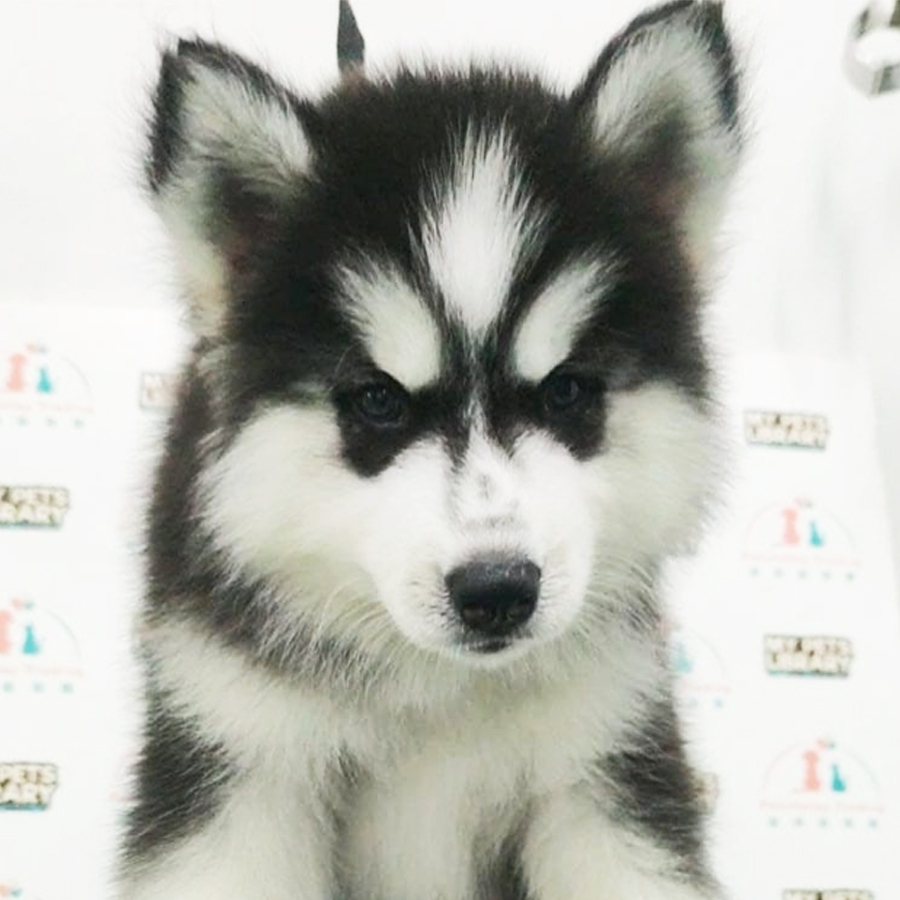 Wooly Husky Puppy (Male) For Sale