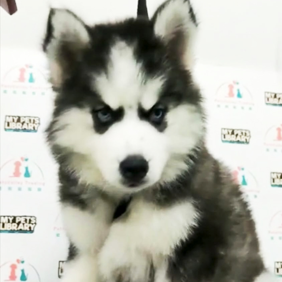 Wooly Husky Puppy (Female) For Sale