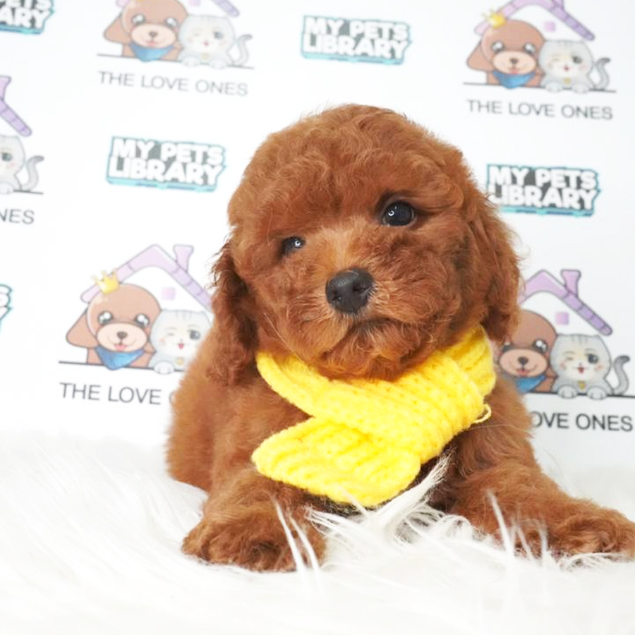 Toy Poodle Puppy (Male) For Sale