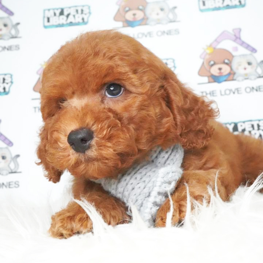Toy Poodle Puppy (Male) For Sale