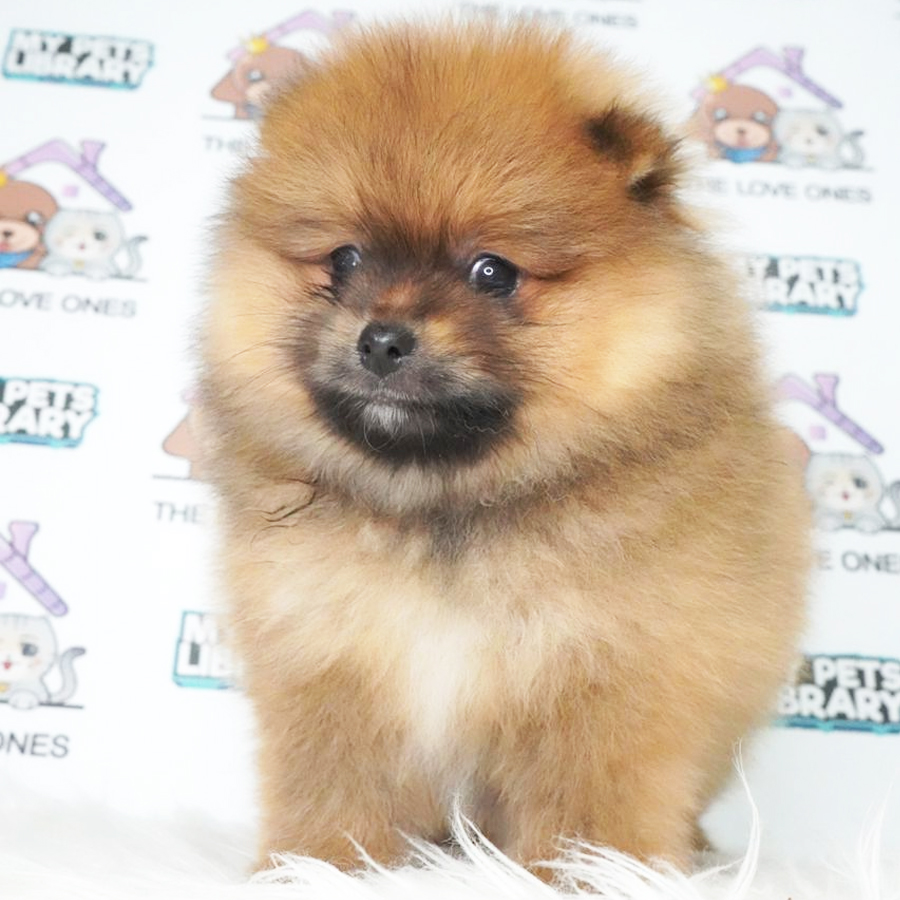 Pomeranian Puppy (Male) For Sale
