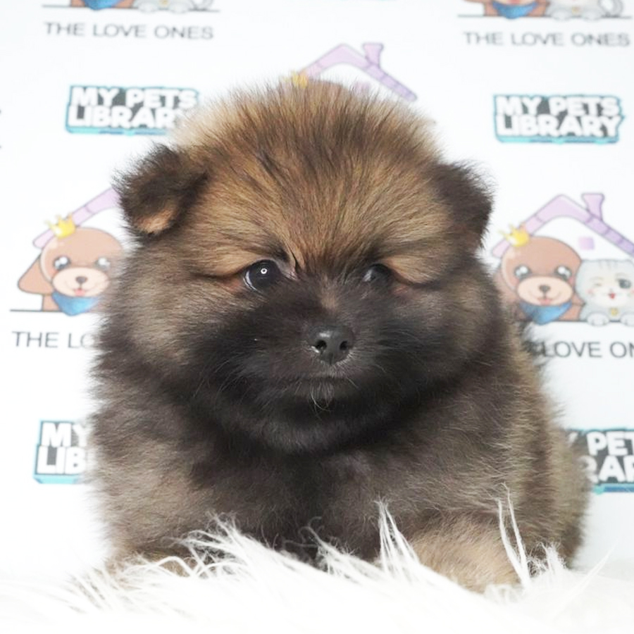 Pomeranian Puppy (Male) For Sale