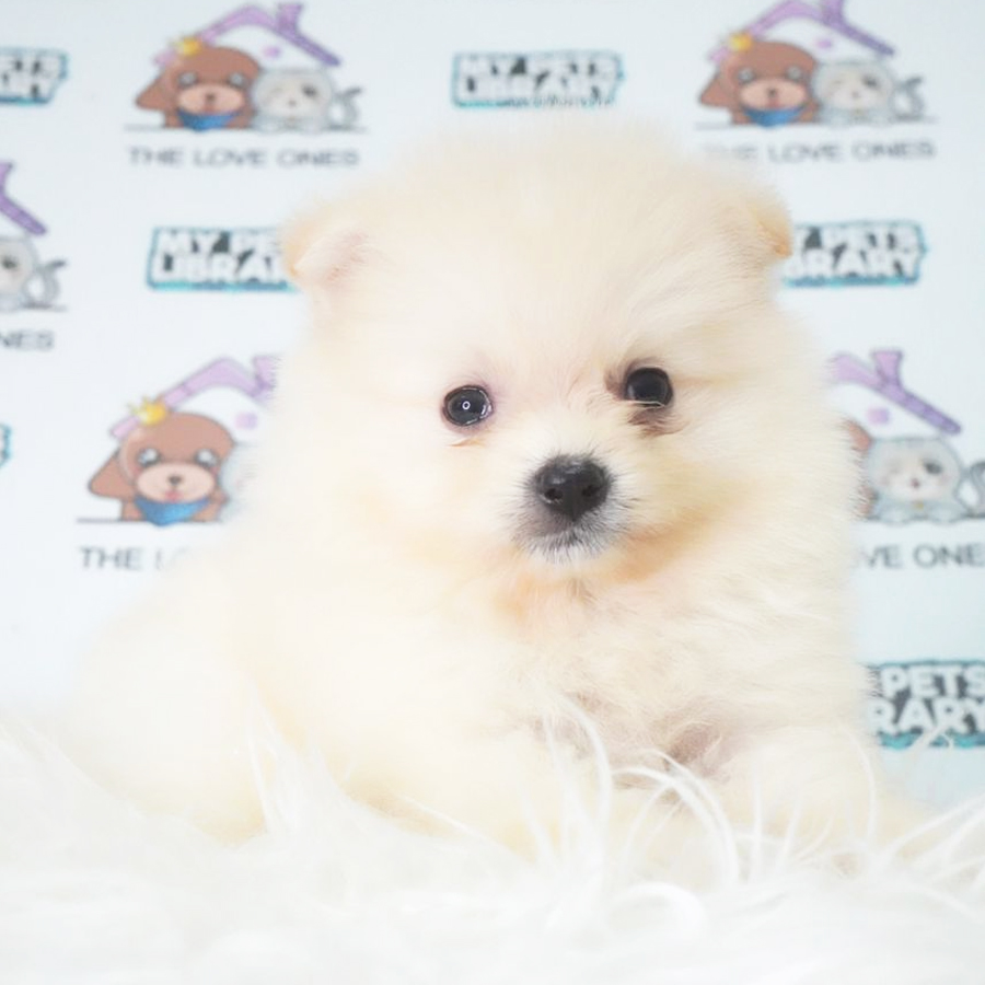 Pomeranian Puppy (Male) For Sale