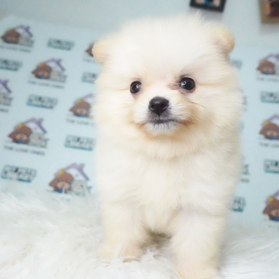 Pomeranian Puppy (Male) For Sale