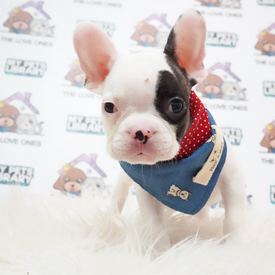 French Bulldog Puppy (Male) For Sale