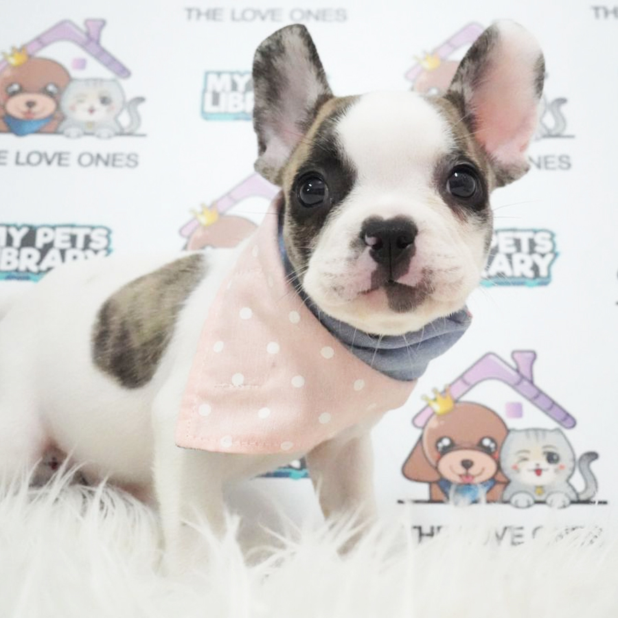French Bulldog Puppy (Female) For Sale