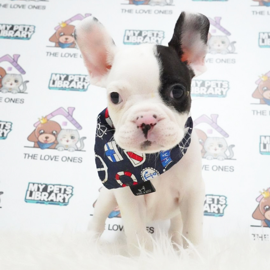French Bulldog Puppy (Male) For Sale