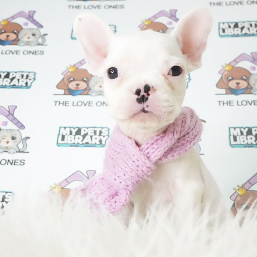 French Bulldog Puppy (Female) For Sale