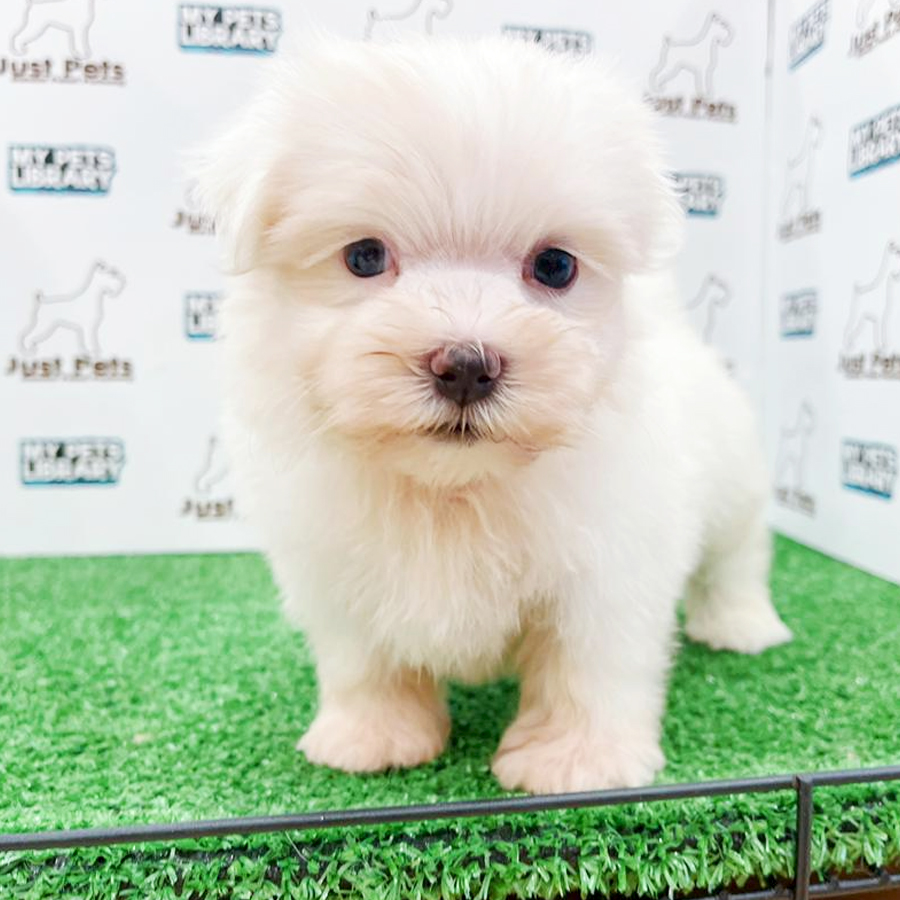 MKA Tiny Maltese Puppy (Male) For Sale