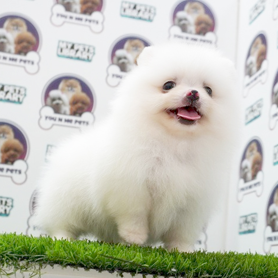 MKA Tiny Pomeranian Puppy (Male) For Sale