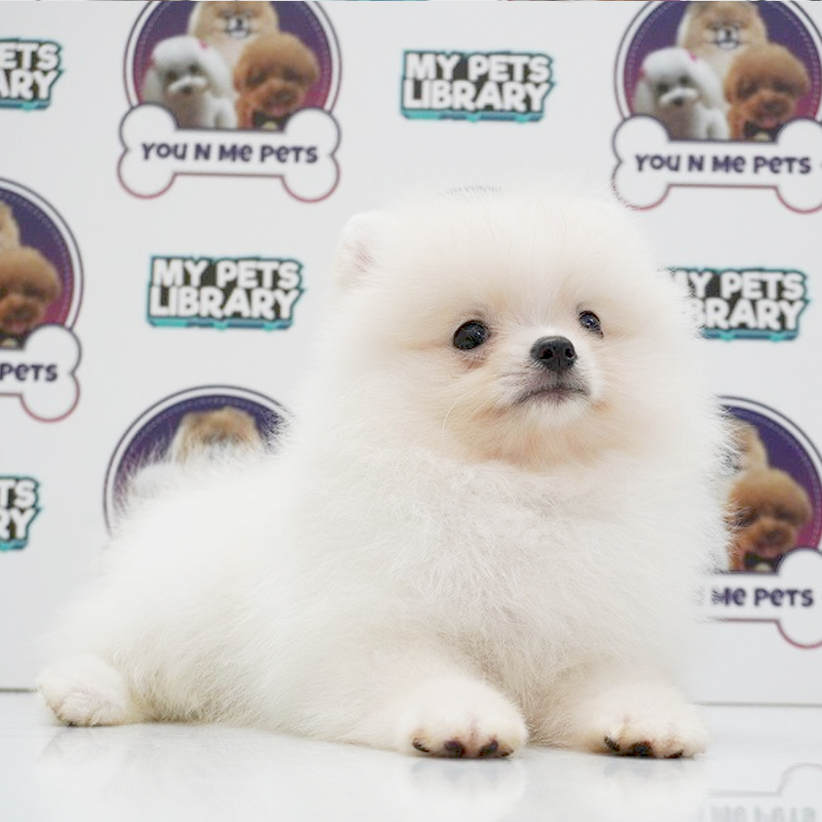 MKA Tiny Pomeranian Puppy (Female) For Sale