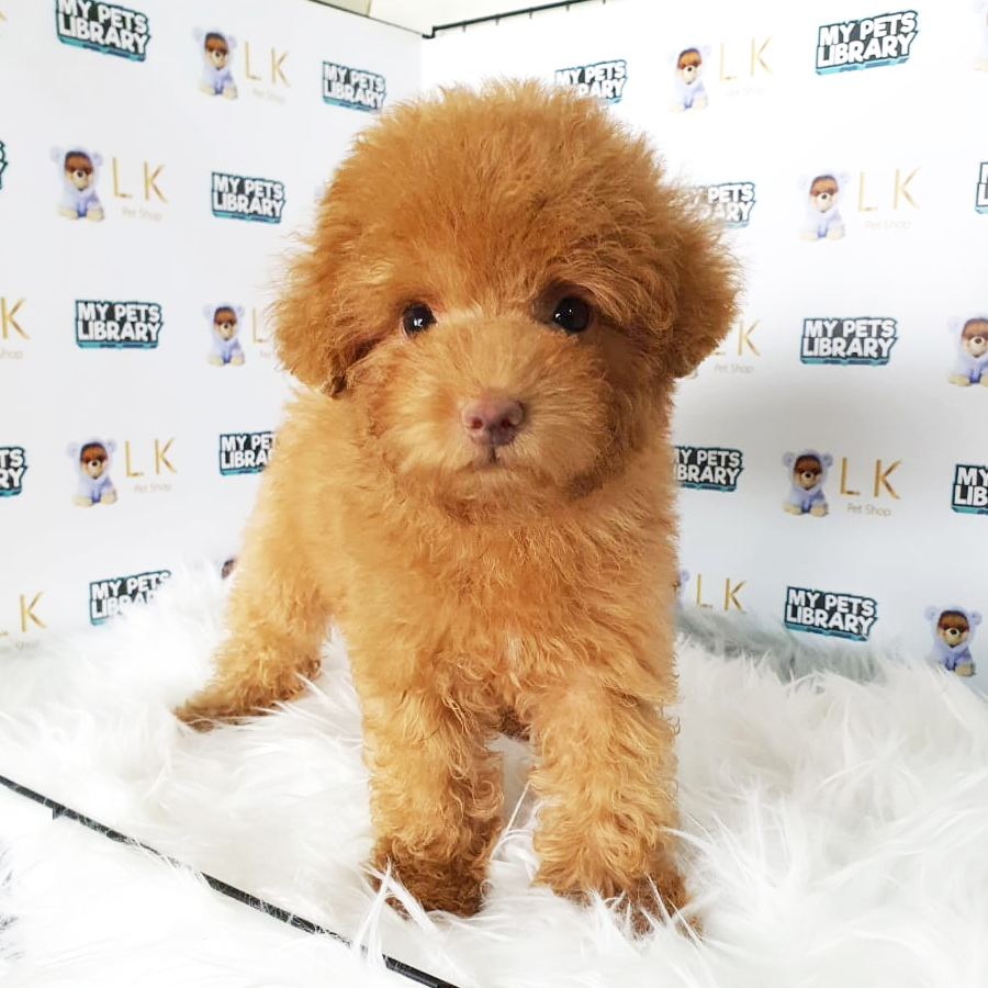 Toy Poodle Puppy (Male) For Sale